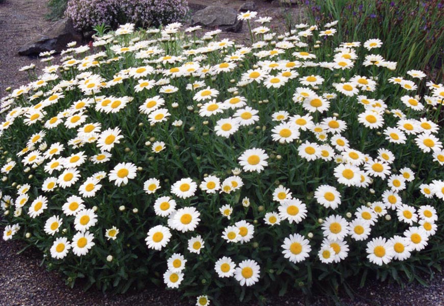 Leucanthemum ircutianum photo